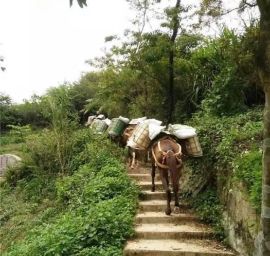 江西山区马帮运输