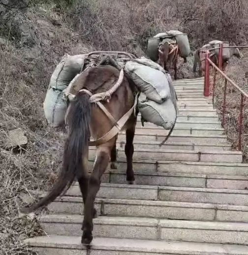 江西骡马运输