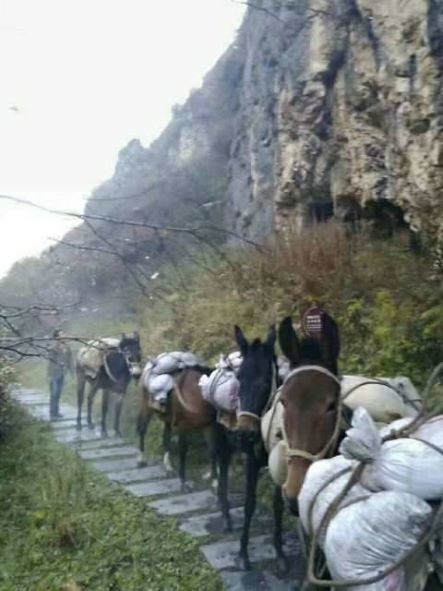 江西骡子运输队